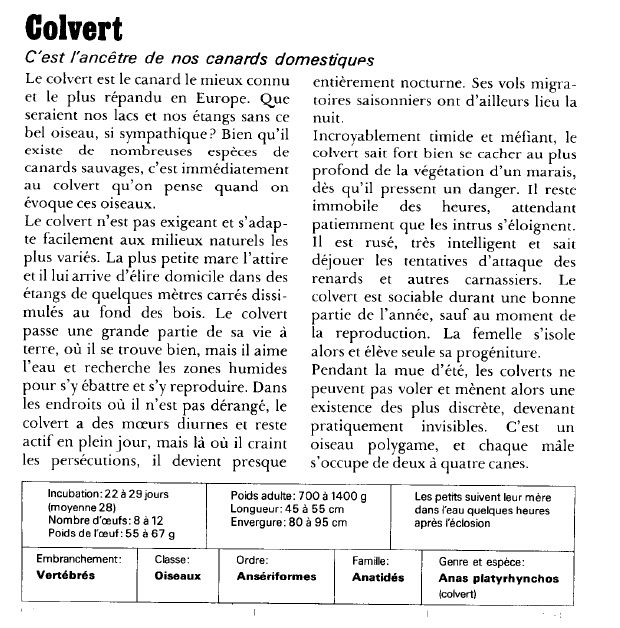Prévisualisation du document Colvert:C'est l'ancêtre de nos canards domestiques.