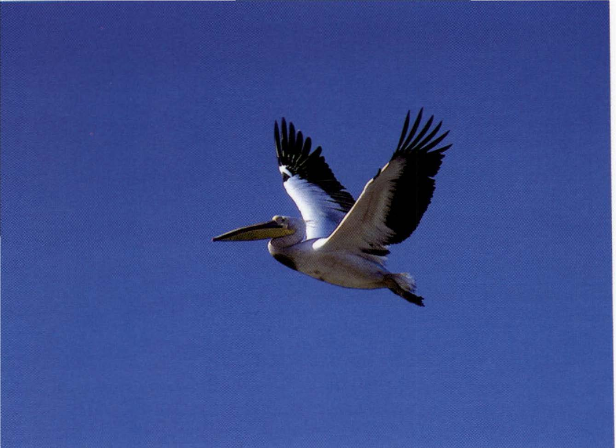 Prévisualisation du document Combien l'oiseau a-t-il de muscles ?