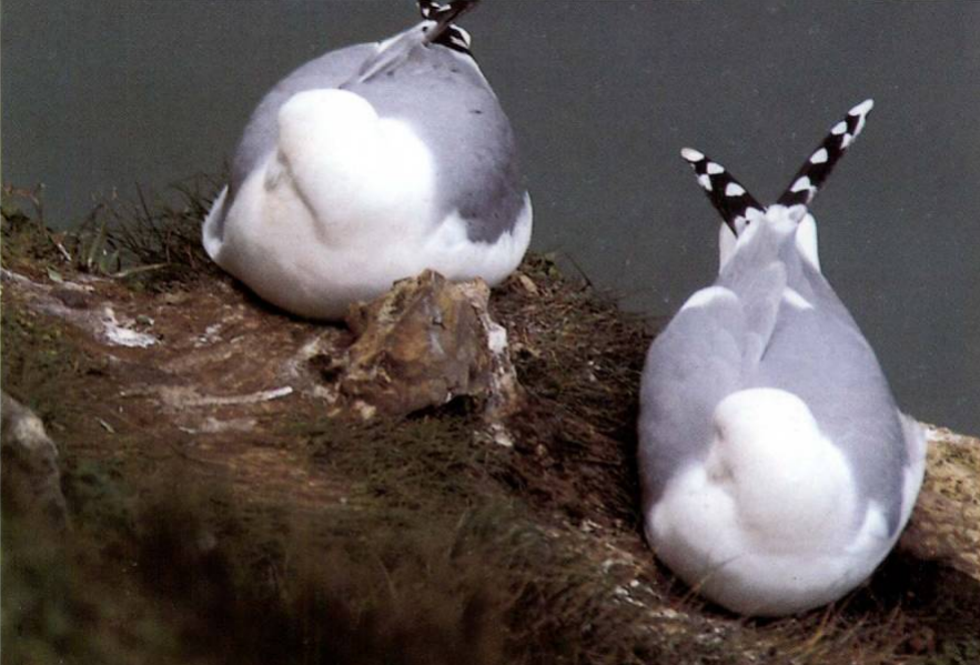 Prévisualisation du document Comment dorment les oiseaux ?