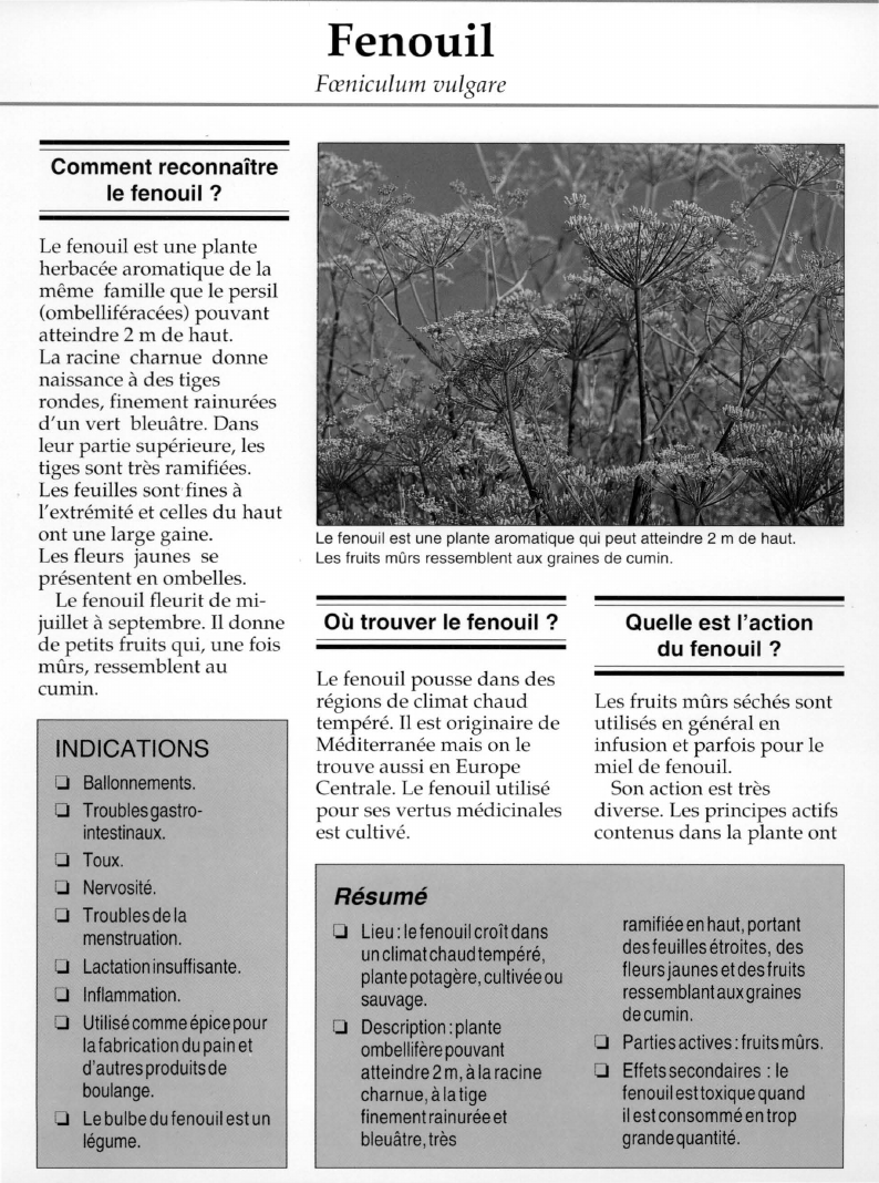 Prévisualisation du document Comment reconnaîtrele fenouil ?
