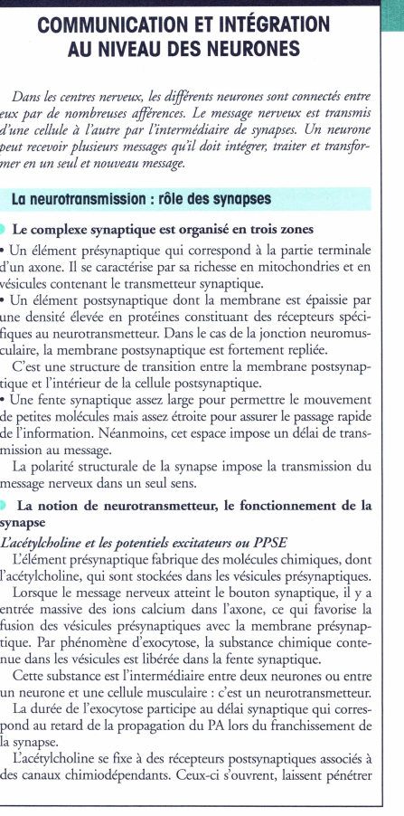 Prévisualisation du document COMMUNICATION ET INTÉGRATION
AU NIVEAU DES NEURONES

Dans les centres nerveux, les différents neurones sont connectés entre
eux par de...