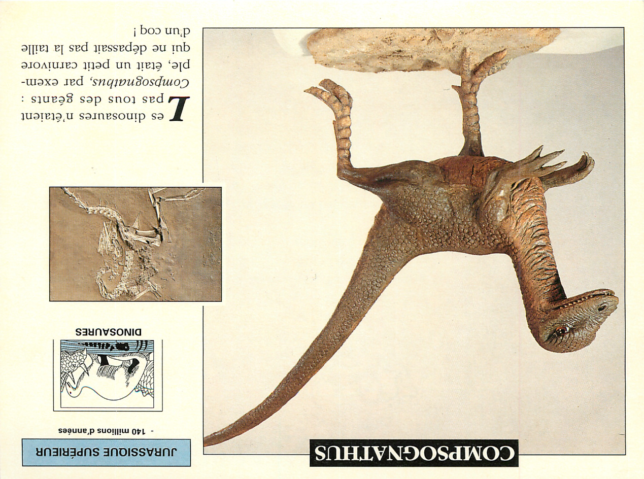 Prévisualisation du document COMPSOGNATHUS