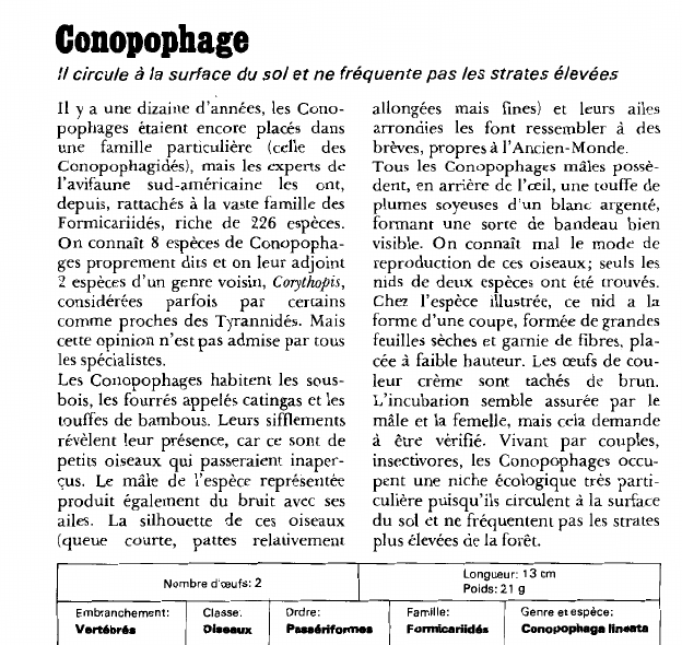 Prévisualisation du document Conopophage:Il circule à la surface du sol et ne fréquente pas les strates élevées.