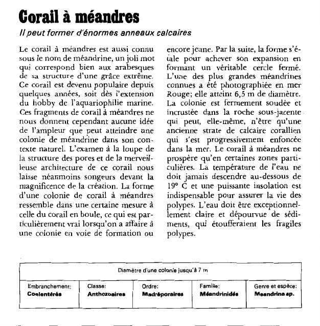 Prévisualisation du document Corail à méandres:Il peut former d'énormes anneaux calcaires.