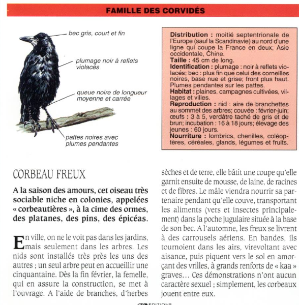 Prévisualisation du document CORBEAU FREUX