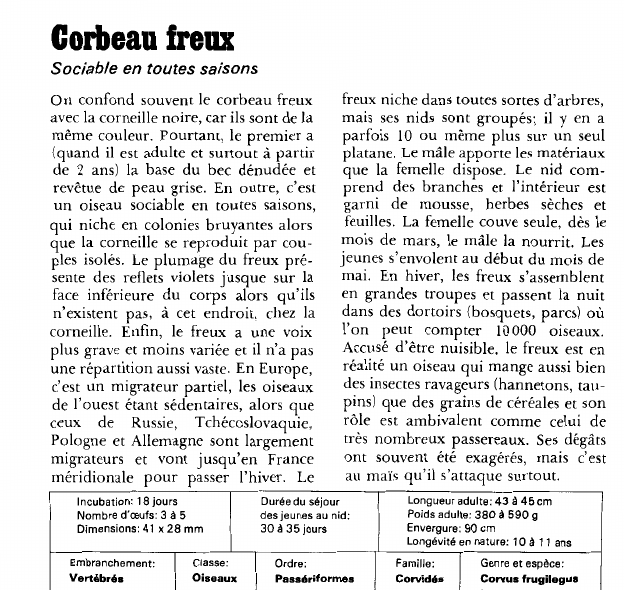 Prévisualisation du document Corbeau freux:Sociable en toutes saisons.