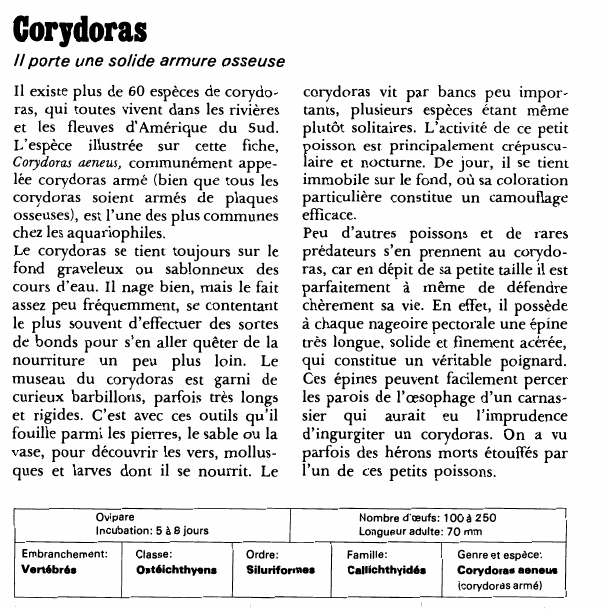 Prévisualisation du document Corydoras:Il porte une solide armure osseuse.