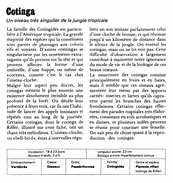 Prévisualisation du document CotingaUn oiseau très singulier de la jungle tropicaleLa famille des Cotingidés est particulière à l'Amérique tropicale.