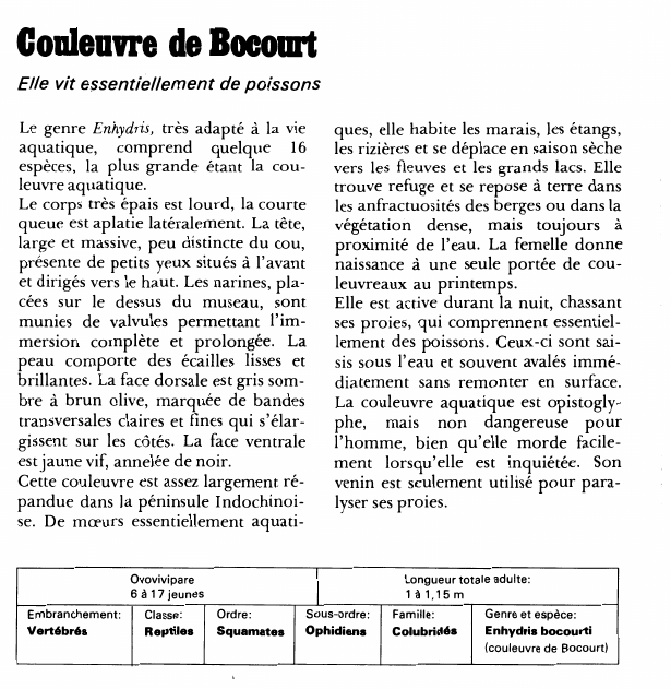 Prévisualisation du document Couleuvre de Bocourt:Elle vit essentiellement de poissons.