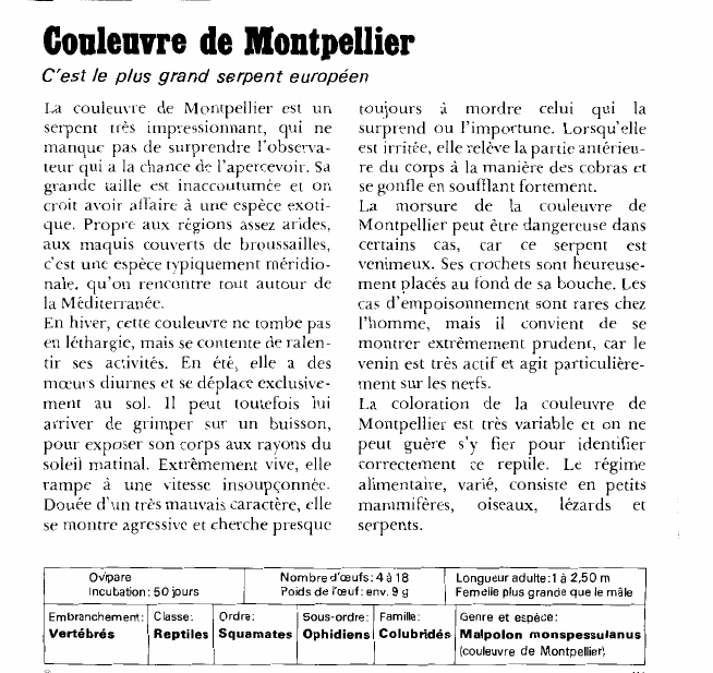 Prévisualisation du document Couleuvre de Montpellier:C'est le plus grand serpent européen.