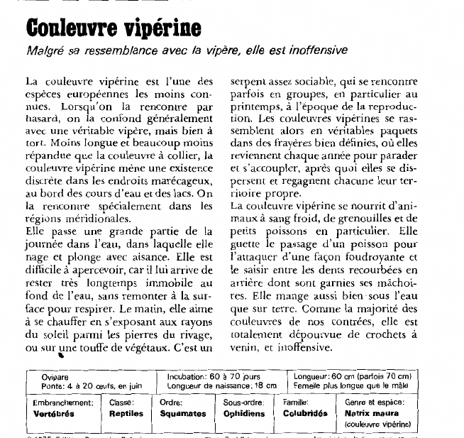 Prévisualisation du document Couleuvre vipérine:Malgré sa ressemblance avec la vipère, elle est inoffensive.