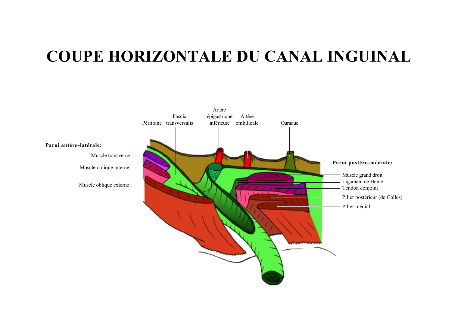 Prévisualisation du document COUPE HORIZONTALE DU CANAL INGUINAL
