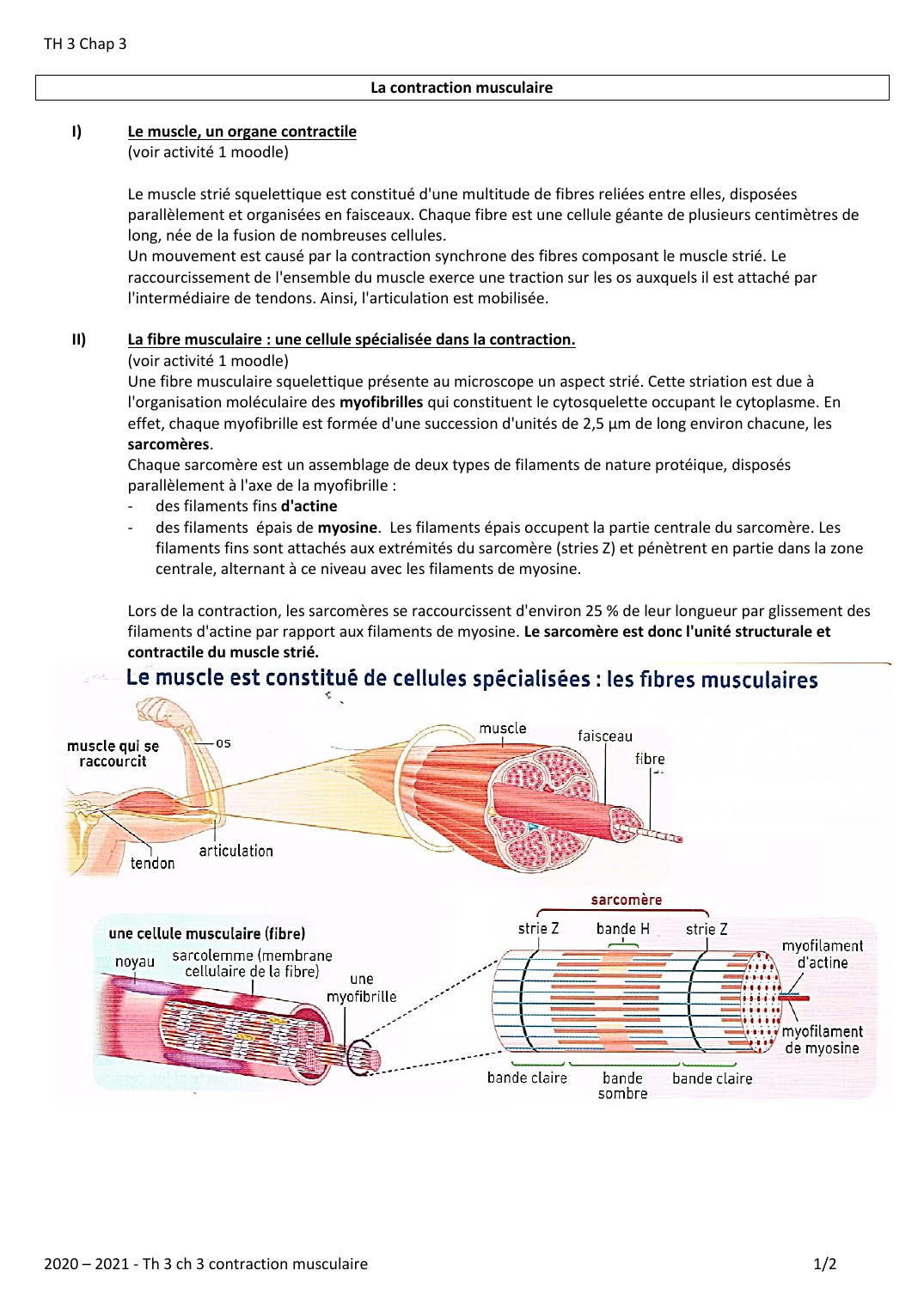 Prévisualisation du document Cours svt: contraction musculaire