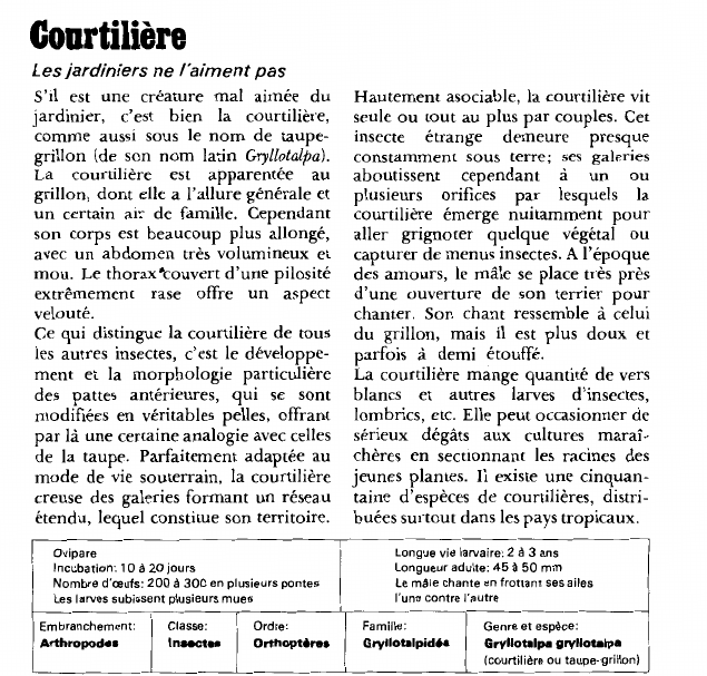 Prévisualisation du document Courtilière:Les jardiniers ne l'aiment pas.