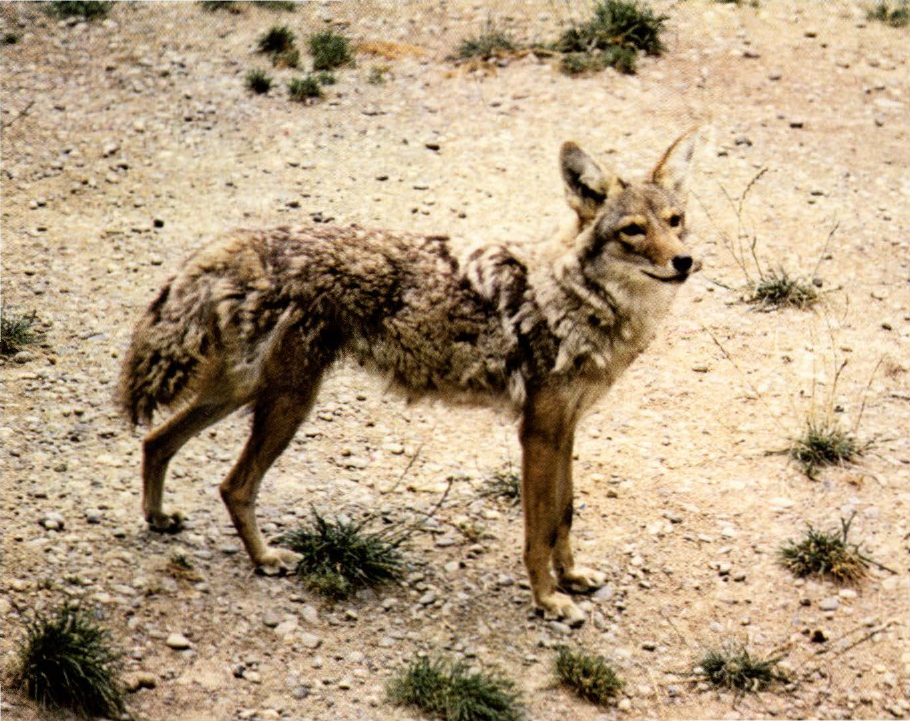 Prévisualisation du document Coyote:
C'est l'équivalent américain du chacal d'Afrique.