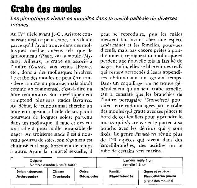 Prévisualisation du document Crabe des moules:Les pinnothères vivent en inquilins dans la cavité palléale de diverses moules.