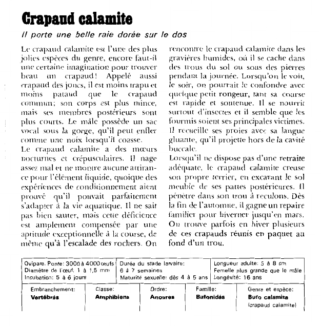 Prévisualisation du document Crapaud calamite:Il porte une belle raie dorée sur le dos.
