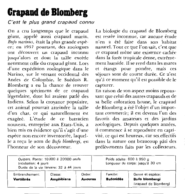 Prévisualisation du document Crapaud de Blomberg:C'est le plus grand crapaud connu.