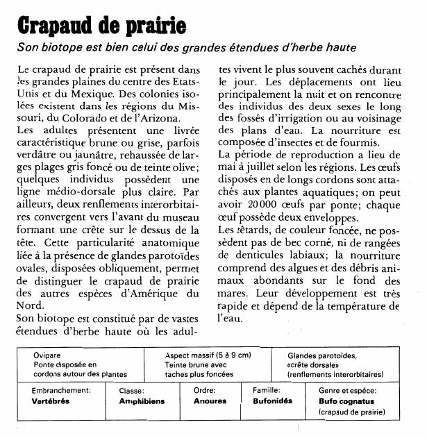 Prévisualisation du document Crapaud de prairie:Son biotope est bien celui des grandes étendues d'herbe haute.