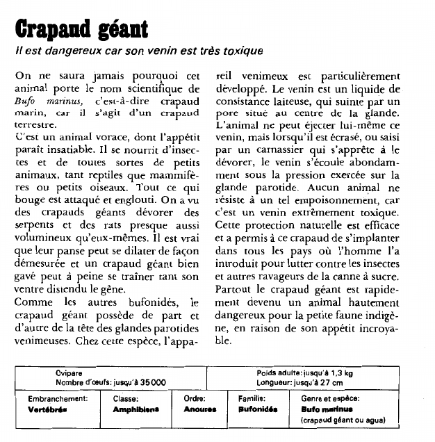 Prévisualisation du document Crapaud géant:Il est dangereux car son venin est très toxique.