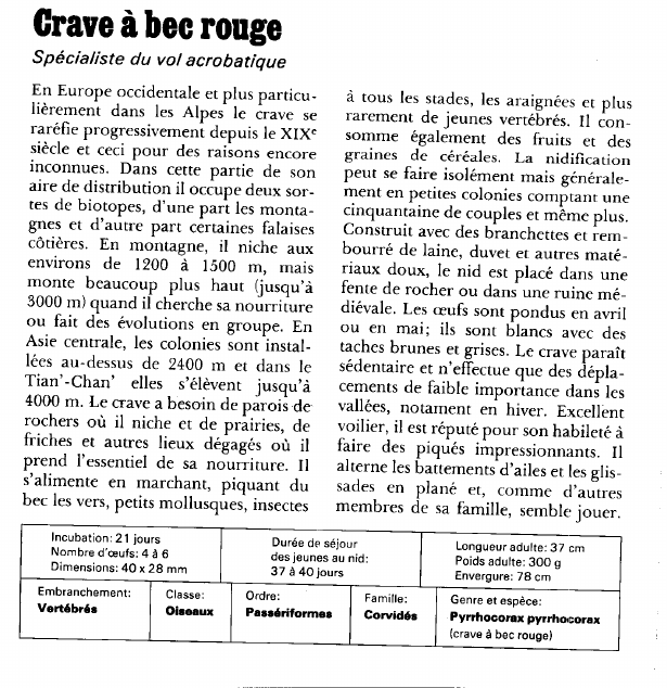 Prévisualisation du document Crave à bec rouge:Spécialiste du vol acrobatique.