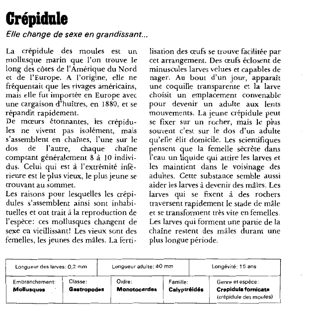 Prévisualisation du document Crépidule:Elle change de sexe en grandissant.
