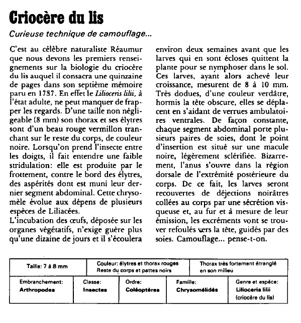 Prévisualisation du document Criocère du lis:Curieuse technique de camouflage.