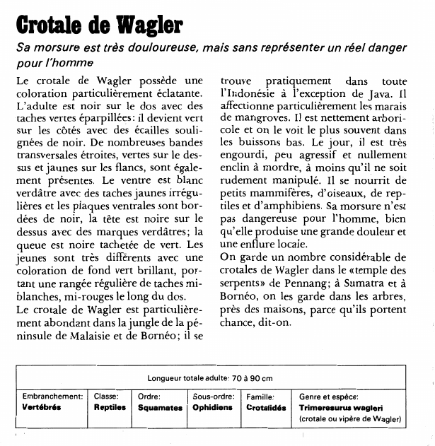 Prévisualisation du document Crotale de Wagler:Sa morsure est très douloureuse, mais sans représenter un réel danger pour l'homme.
