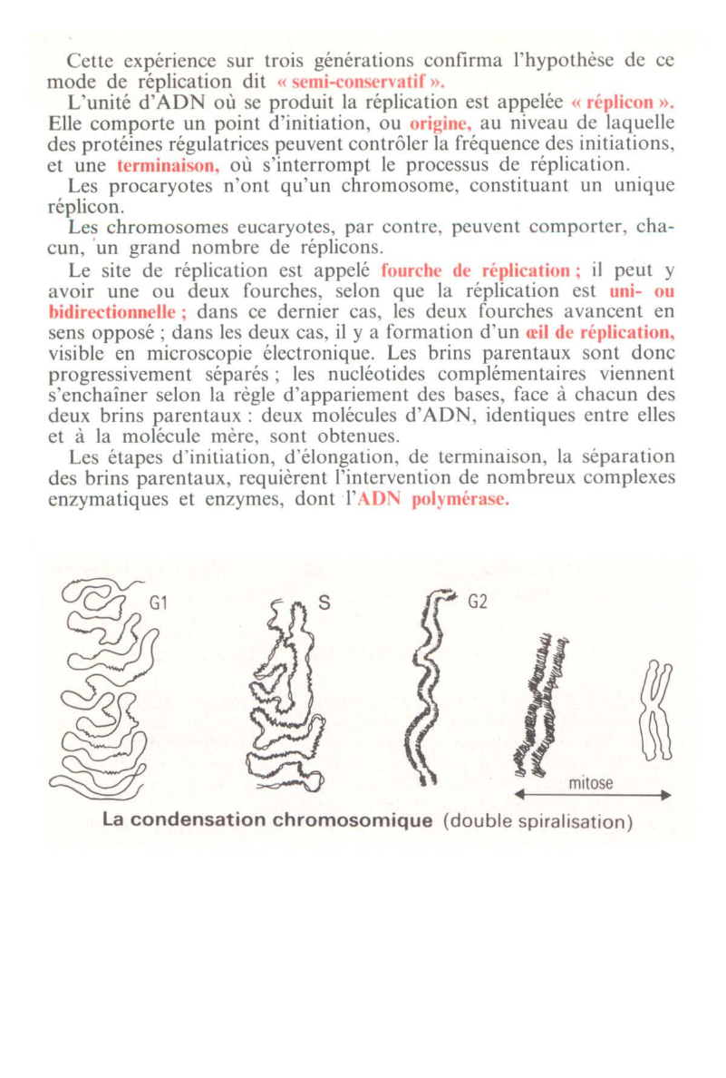 Prévisualisation du document Cycle cellulaire et structure de l'ADN