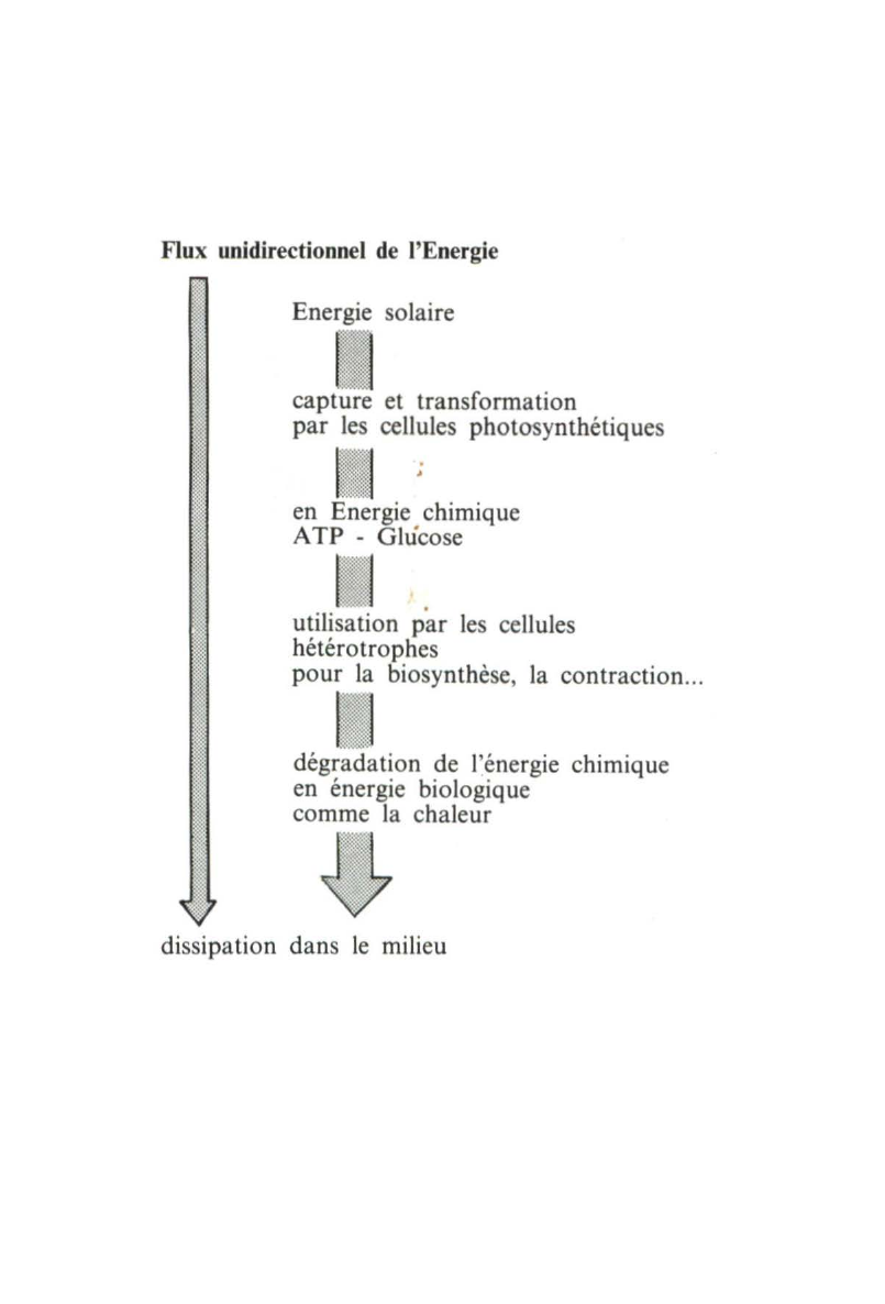 Prévisualisation du document CYCLE DE LA MATIERE ET FLUX UNIDIRECTIONNEL D'ENERGIE