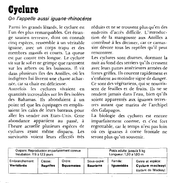 Prévisualisation du document Cyclure:On l'appelle aussi iguane-rhinocéros.