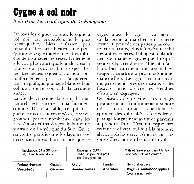 Prévisualisation du document Cygne à col noir:Il vit dans les marécages de la Patagonie.