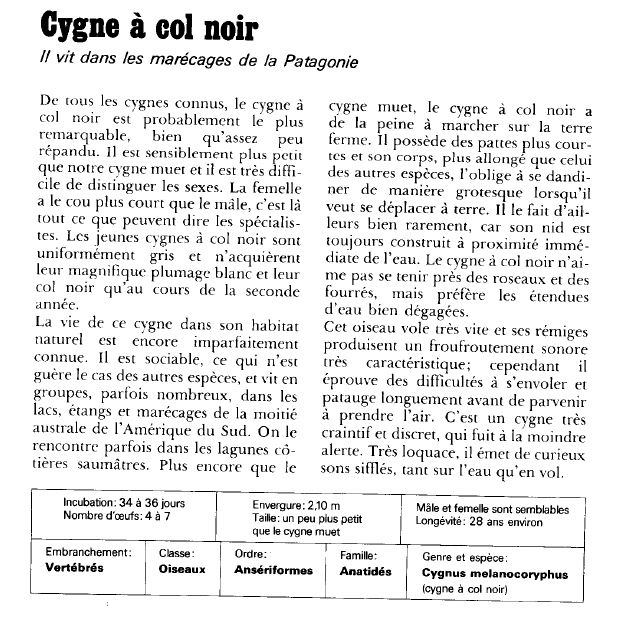 Prévisualisation du document Cygne à col noir:n vit dans les marécages de la Patagonie.