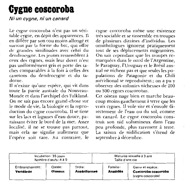 Prévisualisation du document Cygne coscoroba:Ni un cygne, ni un canard.