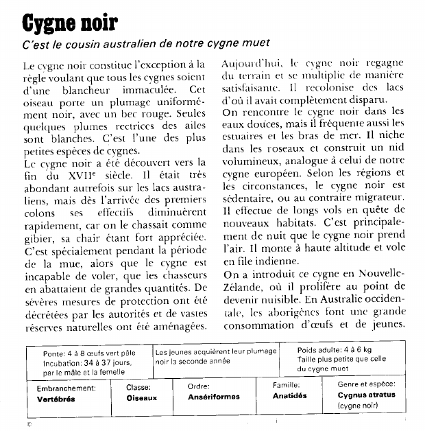 Prévisualisation du document Cygne noir:C'est le cousin australien de notre cygne muet.