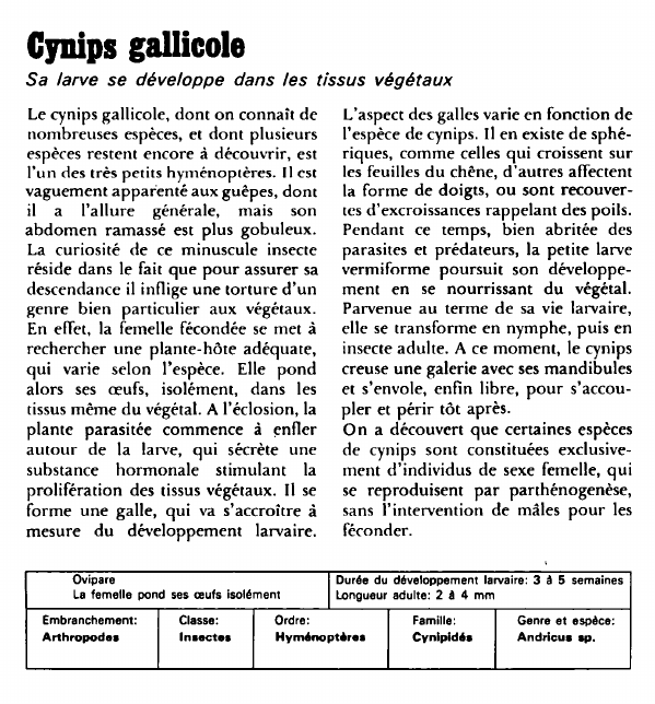 Prévisualisation du document Cynips gallicole:Sa larve se développe dans les tissus végétaux.