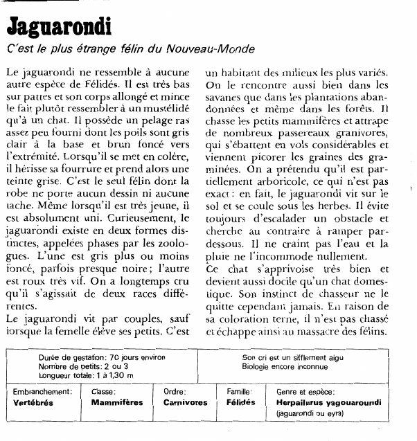 Prévisualisation du document daguarondiC'est le plus étrange félin du Nouveau-MondeLe jaguarondi ne ressemble à aucune autre espèce de Félidés.