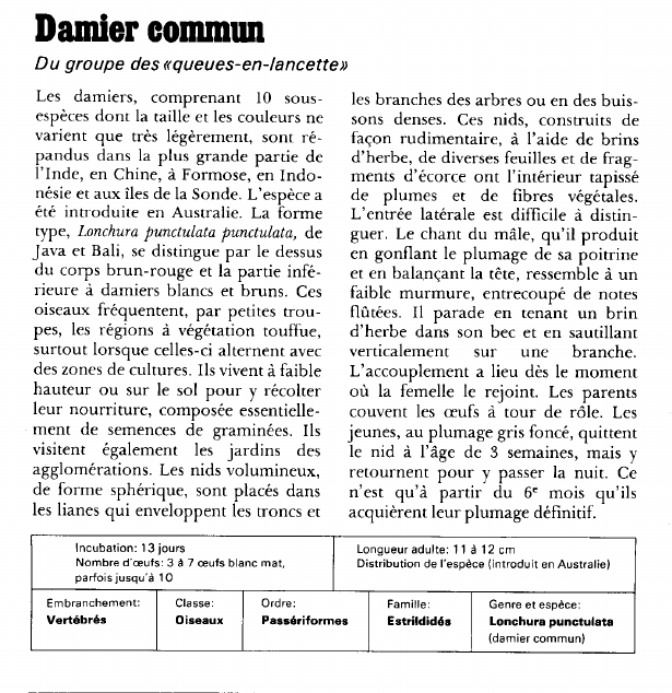 Prévisualisation du document Damier commun:Du groupe des «queues-en-lancette».