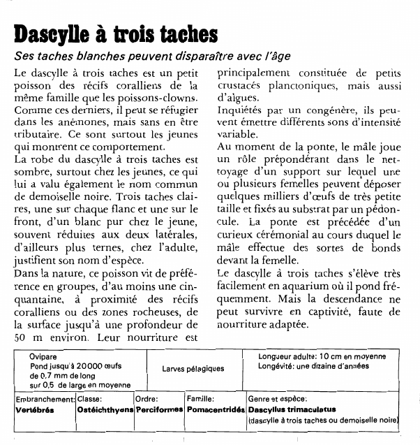 Prévisualisation du document Dascylle à trois tachesSes taches blanches peuvent disparaître avec l'âgeLe dascylle à trois taches est un petit poisson des récifs coralliens de la même famille que les poissons-clowns.