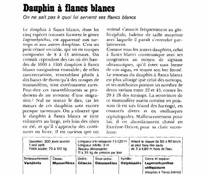 Prévisualisation du document Dauphin à flancs blancs:On ne sait pas à quoi lui servent ses flancs blancs.