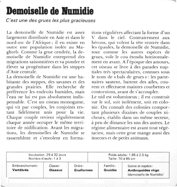 Prévisualisation du document Demoiselle de Numidie:C'est une des grues les plus gracieuses.