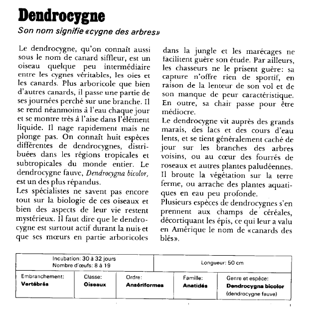 Prévisualisation du document Dendrocygne:Son nom signifie «cygne des arbres».