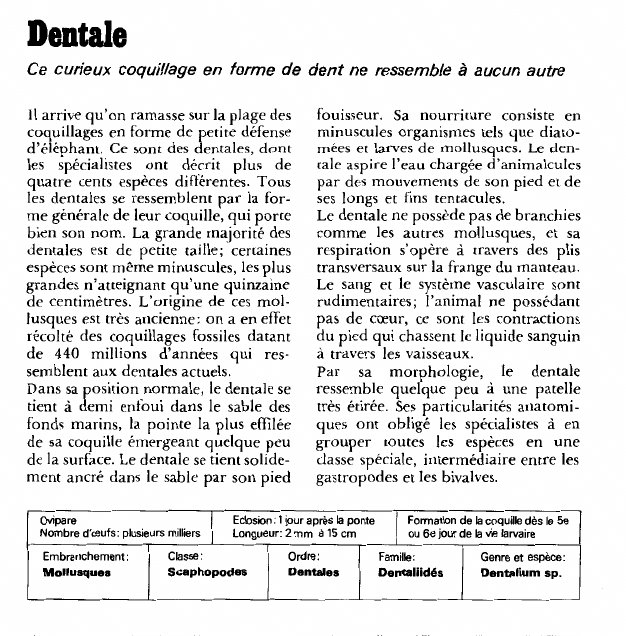 Prévisualisation du document Dentale:Ce curieux coquillage en forme de dent ne ressemble à aucun autre.