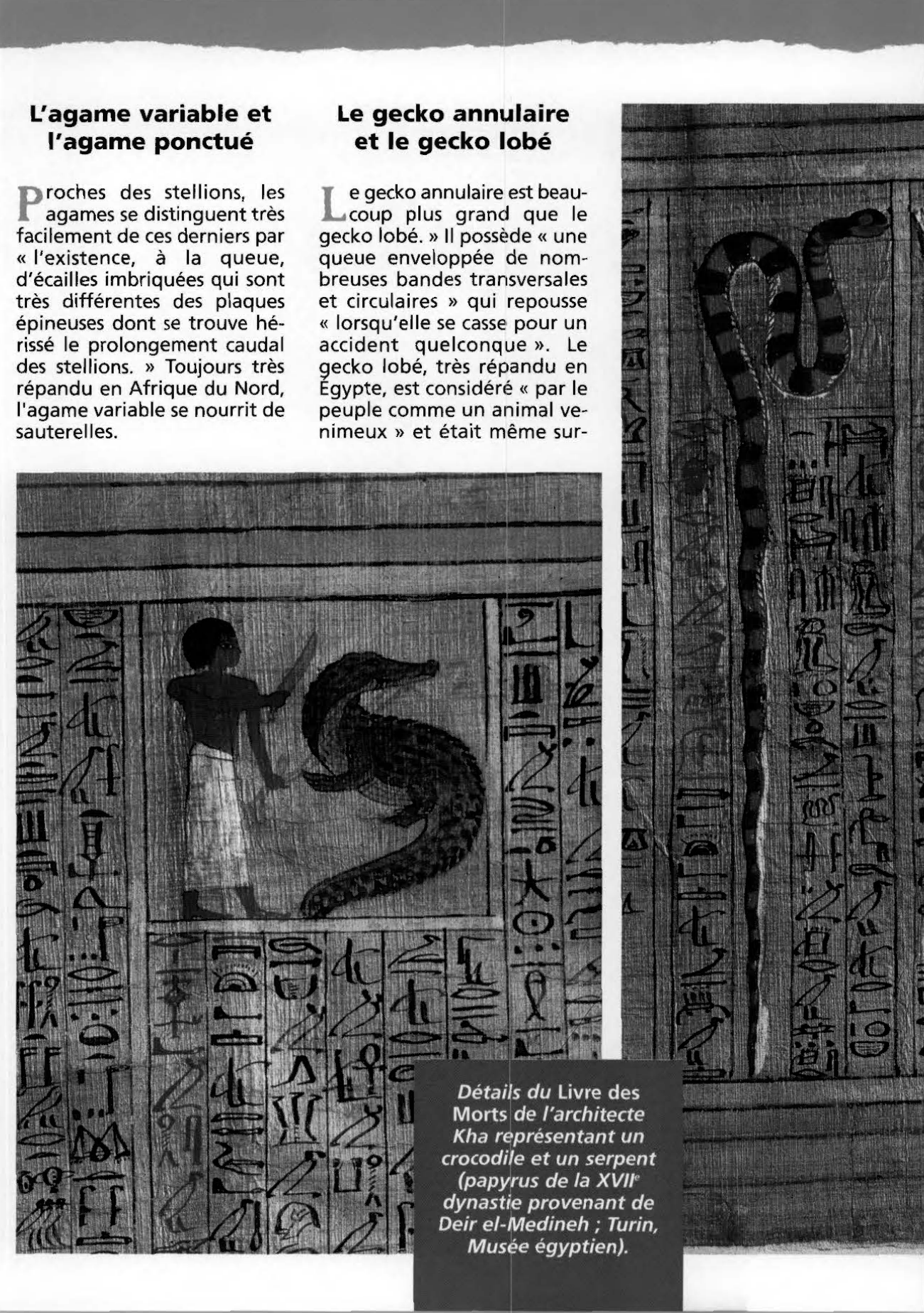 Prévisualisation du document « Description de l'Égypte » Les reptiles