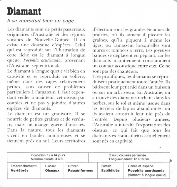 Prévisualisation du document Diamant:Il se reproduit bien en cage.