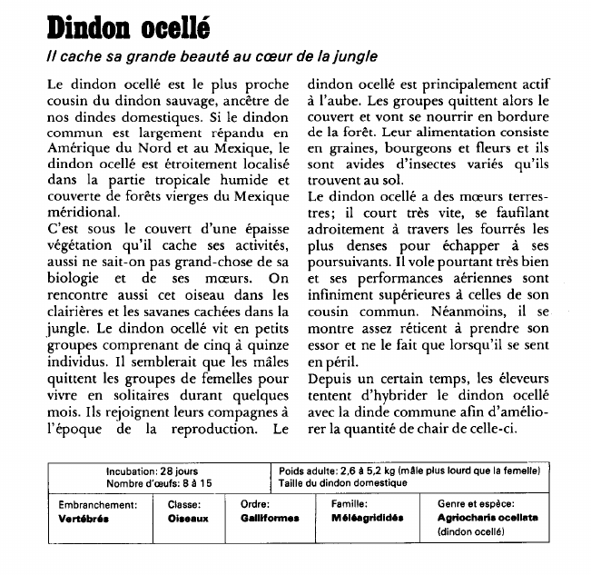Prévisualisation du document Dindon ocellé:Il cache sa grande beauté au coeur de la jungle.