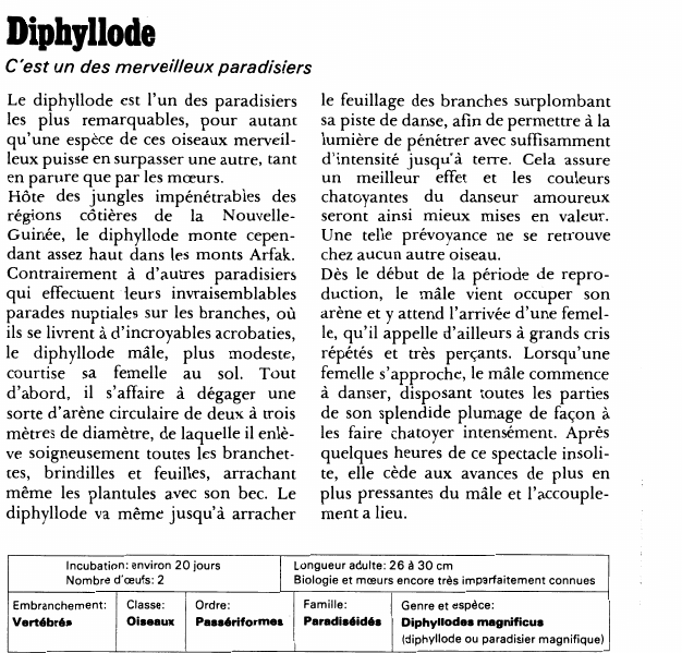 Prévisualisation du document Diphyllode:C'est un des merveilleux paradisiers.