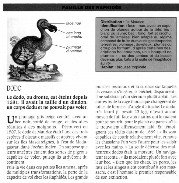 Prévisualisation du document DODO