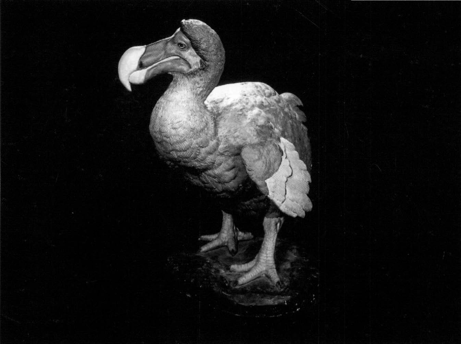 Prévisualisation du document DODO