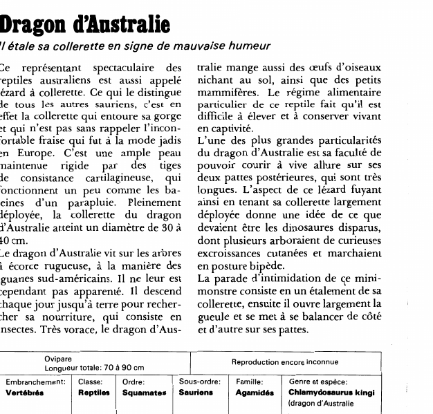 Prévisualisation du document Dragon d'Australie:'I étale sa collerette en signe de mauvaise humeur.